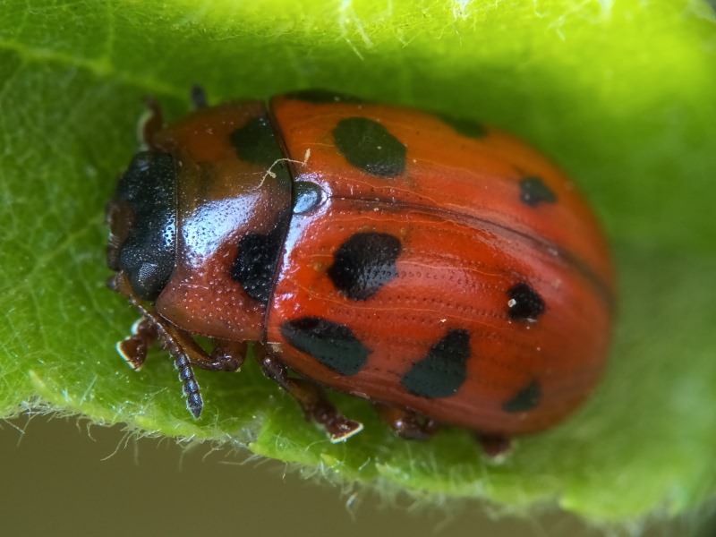 Gonioctena decemnotata (Marsham, 1802)